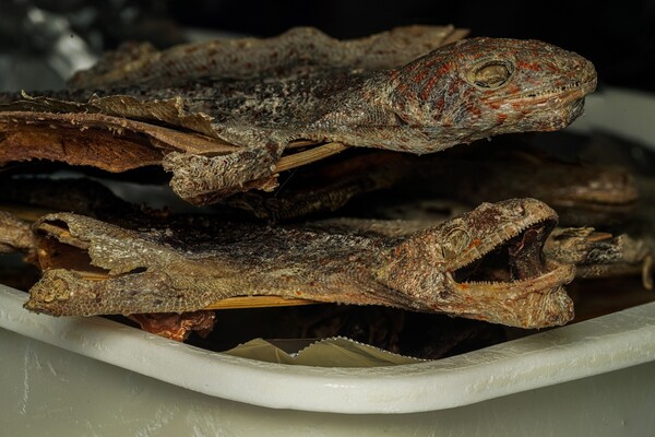 Details of dried tokay geckos sold as TCM. Credits to Sam WEBSTER.